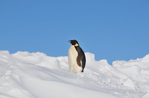 Penguins, such as the Emperor