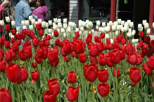 Red White Tulips